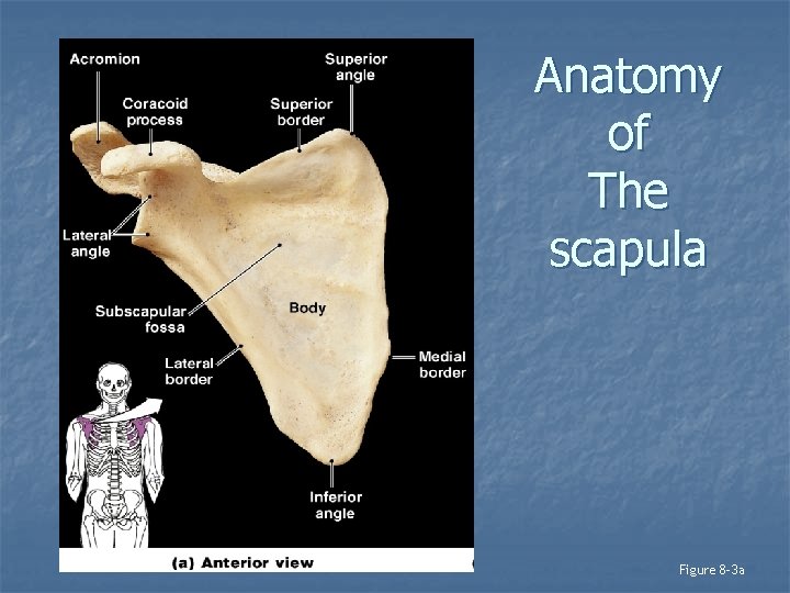 Anatomy of The scapula Figure 8– 3 a 