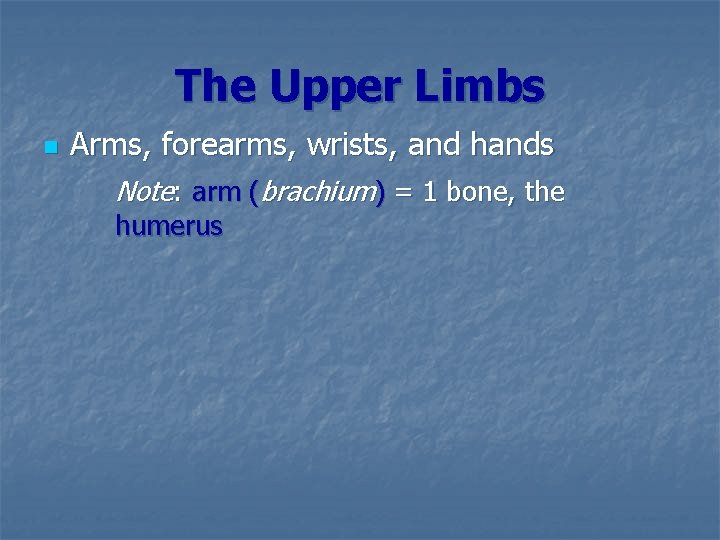 The Upper Limbs n Arms, forearms, wrists, and hands Note: arm (brachium) = 1