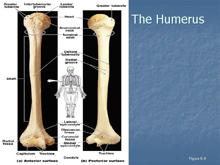 ANATOMY OF The Humerus Figure 8– 4 