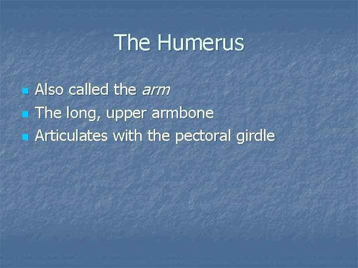 The Humerus n n n Also called the arm The long, upper armbone Articulates