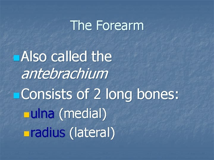 The Forearm n Also called the antebrachium n Consists nulna of 2 long bones: