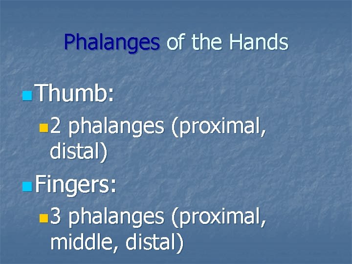 Phalanges of the Hands n Thumb: n 2 phalanges (proximal, distal) n Fingers: n