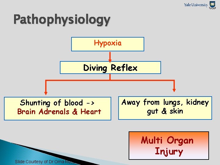 Pathophysiology Hypoxia Diving Reflex Shunting of blood -> Brain Adrenals & Heart Away from