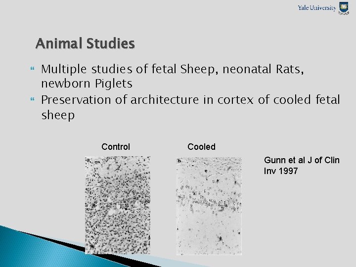 Animal Studies Multiple studies of fetal Sheep, neonatal Rats, newborn Piglets Preservation of architecture