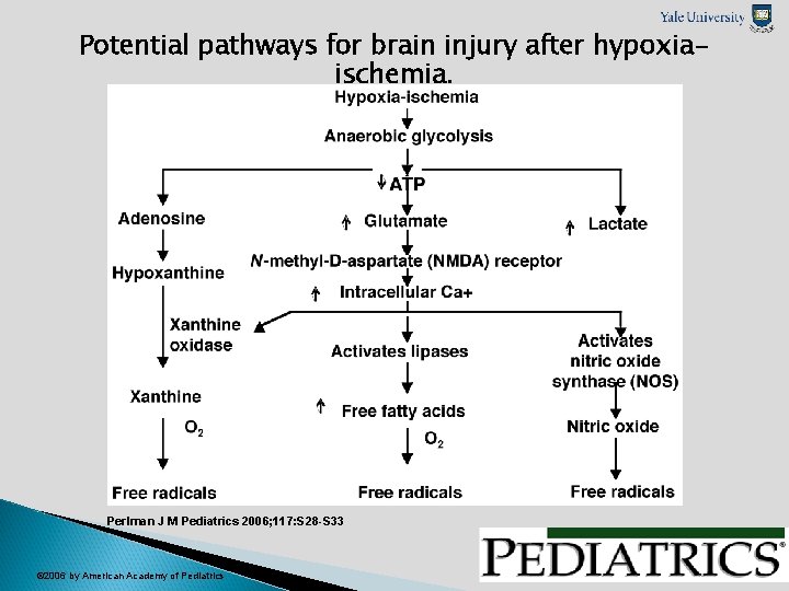 Potential pathways for brain injury after hypoxiaischemia. Perlman J M Pediatrics 2006; 117: S