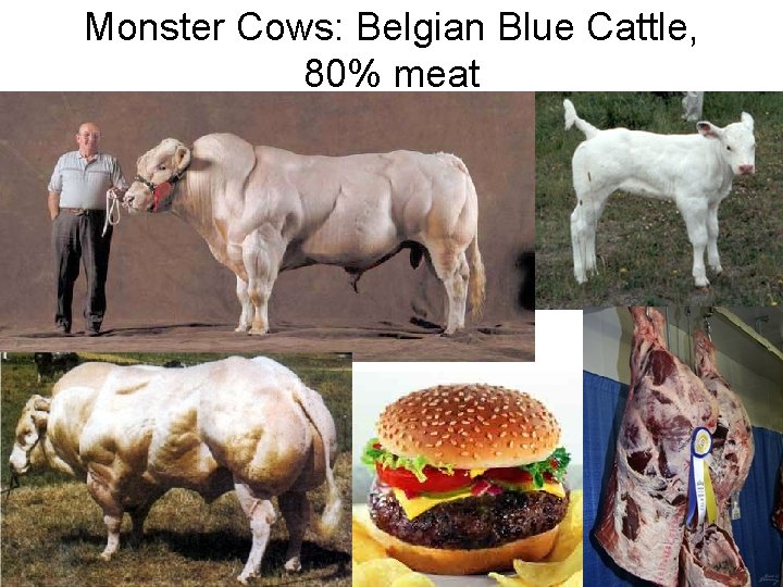 Monster Cows: Belgian Blue Cattle, 80% meat 