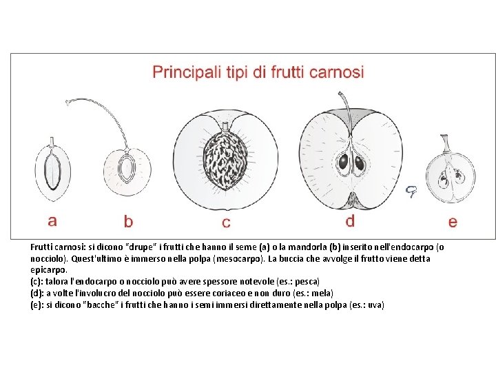 Frutti carnosi: si dicono "drupe" i frutti che hanno il seme (a) o la
