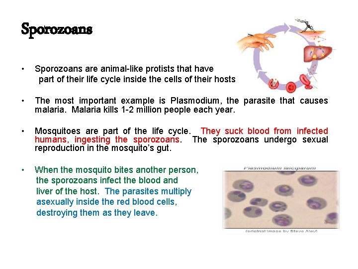 Sporozoans • Sporozoans are animal-like protists that have part of their life cycle inside