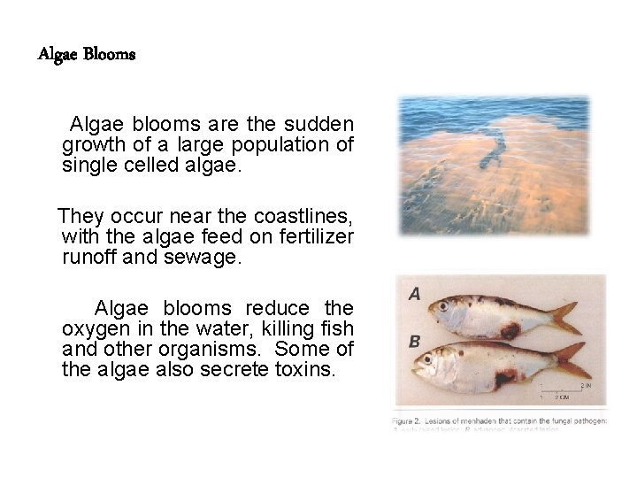 Algae Blooms Algae blooms are the sudden growth of a large population of single