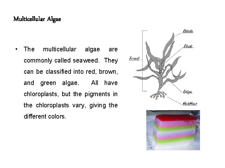 Multicellular Algae • The multicellular algae are commonly called seaweed. They can be classified