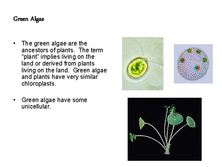 Green Algae • The green algae are the ancestors of plants. The term “plant”