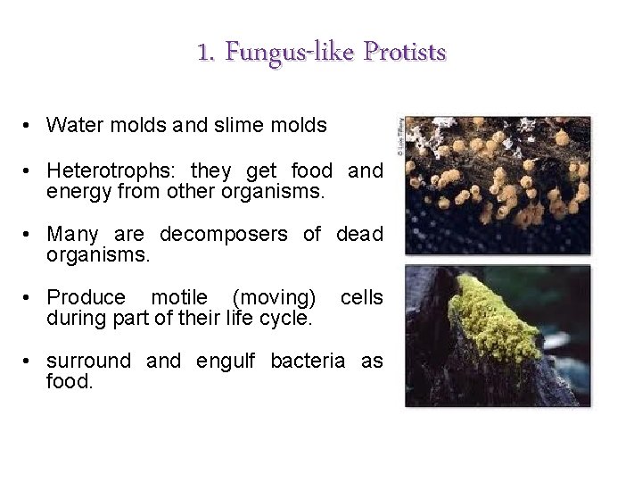 1. Fungus-like Protists • Water molds and slime molds • Heterotrophs: they get food