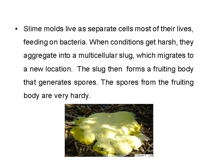 • Slime molds live as separate cells most of their lives, feeding on