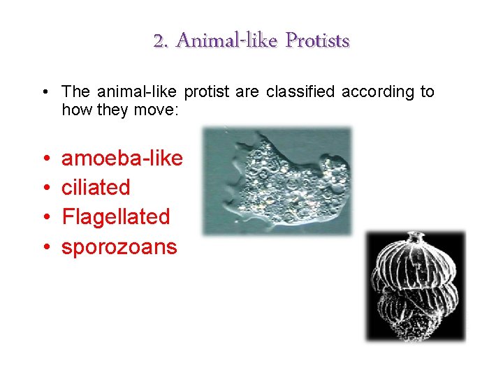 2. Animal-like Protists • The animal-like protist are classified according to how they move: