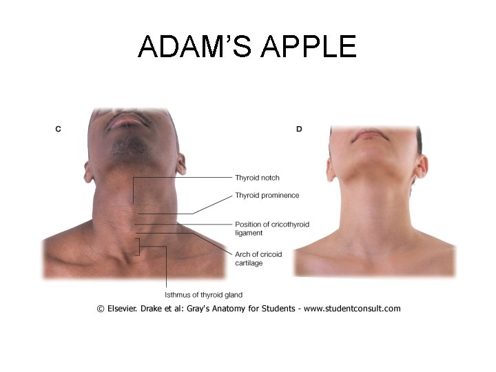 ADAM’S APPLE 