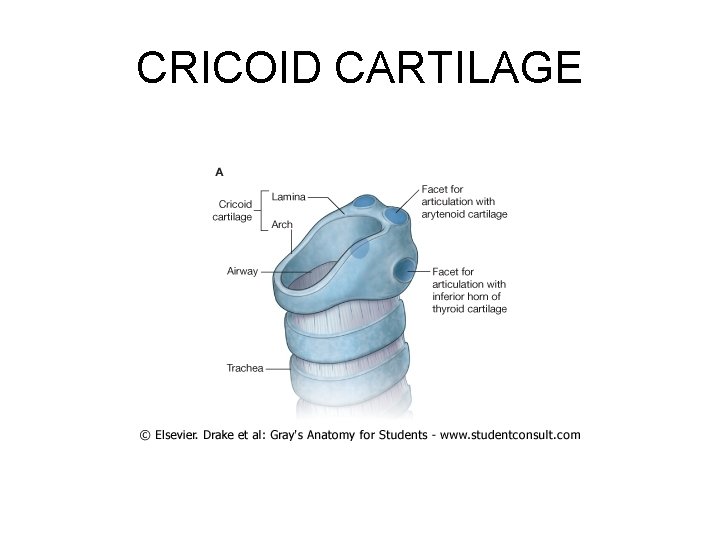 CRICOID CARTILAGE 