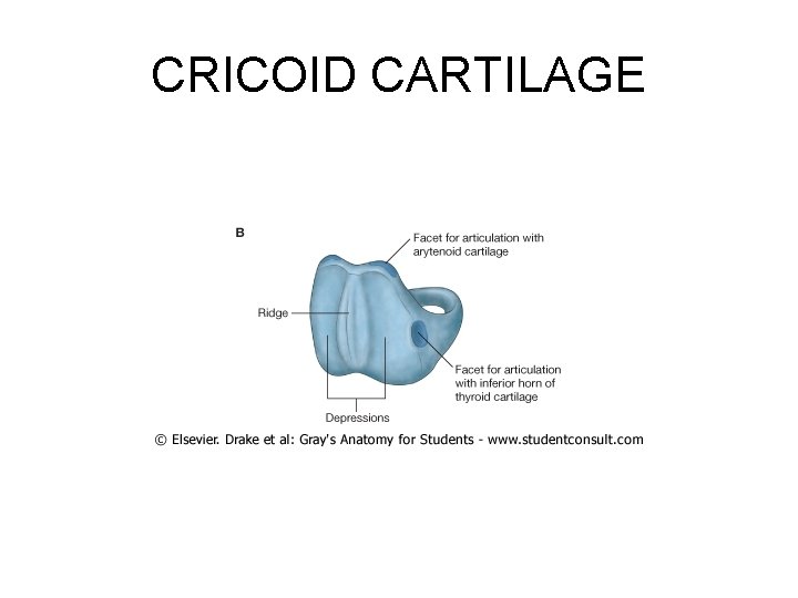 CRICOID CARTILAGE 