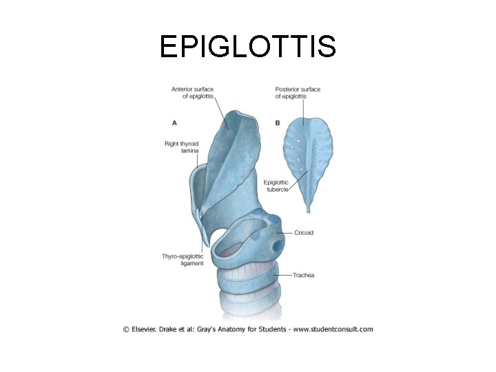 EPIGLOTTIS 