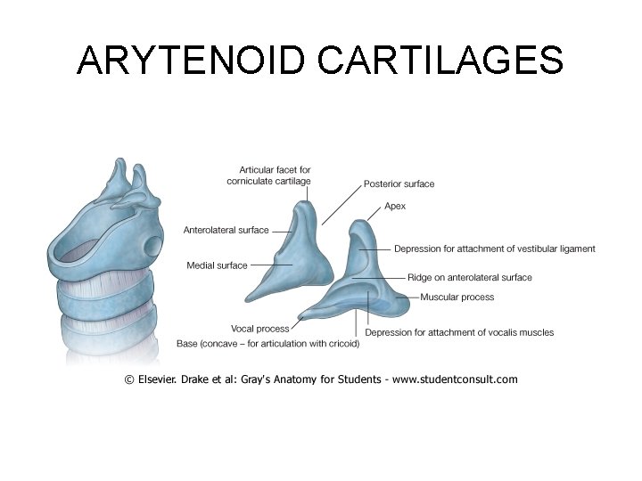 ARYTENOID CARTILAGES 