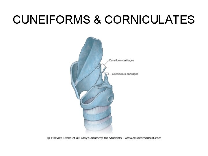 CUNEIFORMS & CORNICULATES 