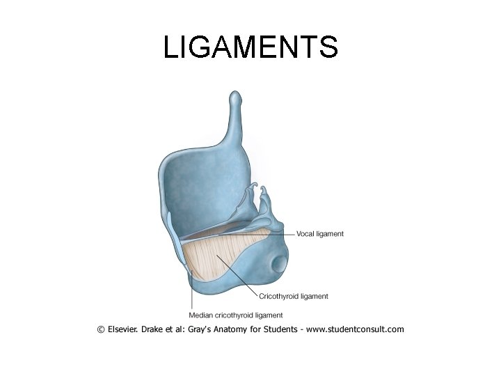 LIGAMENTS 