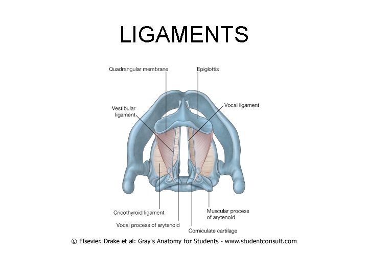 LIGAMENTS 