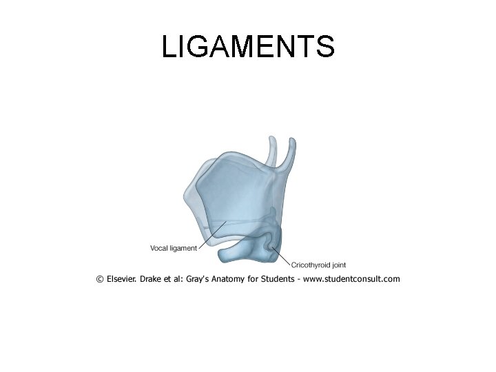 LIGAMENTS 