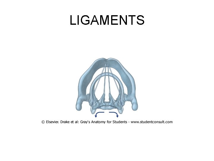 LIGAMENTS 
