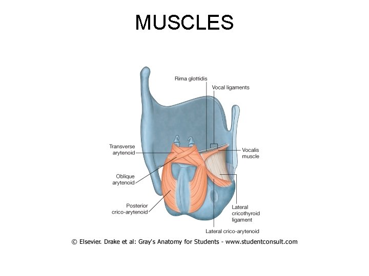 MUSCLES 