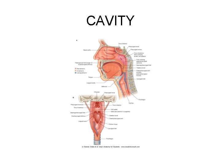 CAVITY 