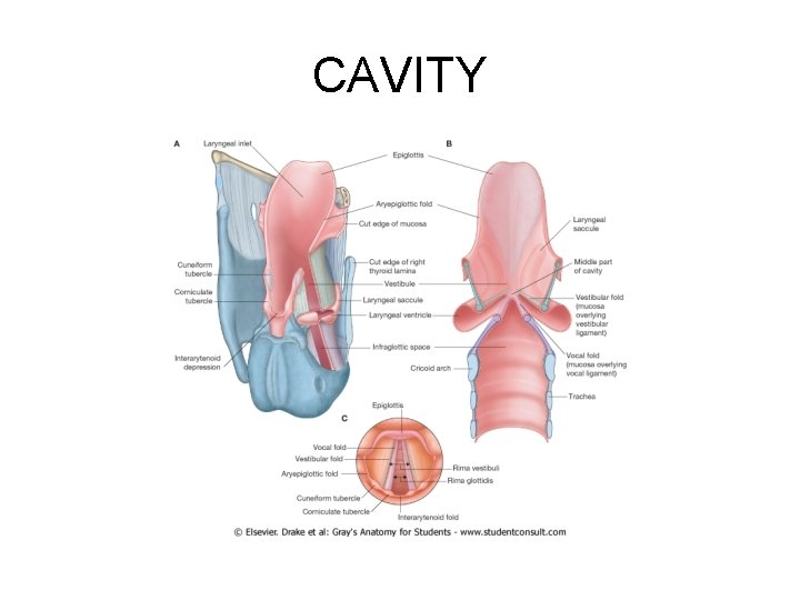 CAVITY 