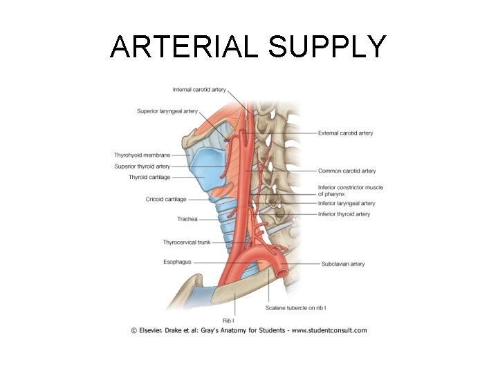 ARTERIAL SUPPLY 