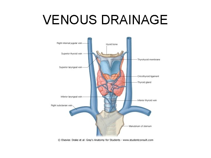 VENOUS DRAINAGE 