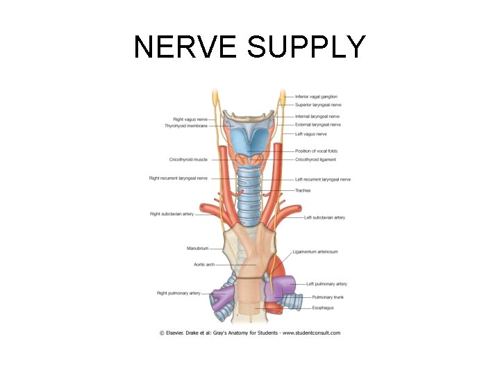 NERVE SUPPLY 