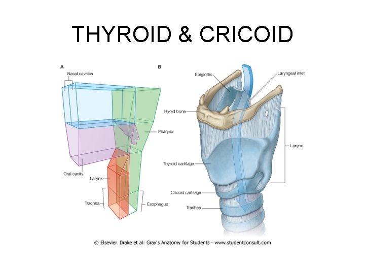 THYROID & CRICOID 
