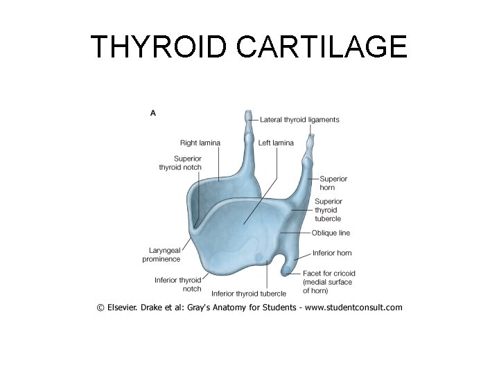 THYROID CARTILAGE 