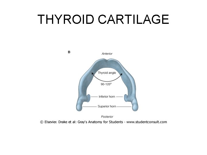 THYROID CARTILAGE 