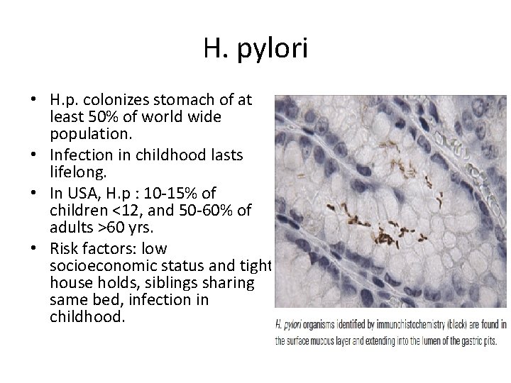 H. pylori • H. p. colonizes stomach of at least 50% of world wide H. pylori • H. p. colonizes stomach of at least 50% of world wide