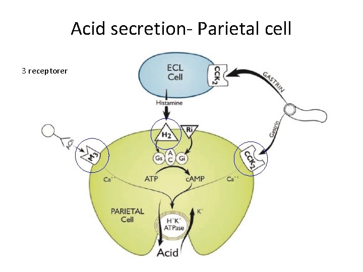 Acid secretion- Parietal cell 3 receptorer Acid secretion- Parietal cell 3 receptorer