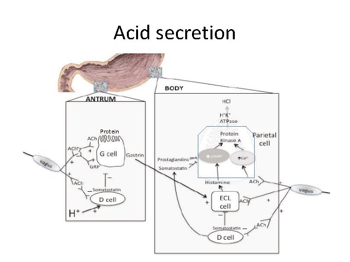 Acid secretion Protein _ _ Acid secretion Protein _ _