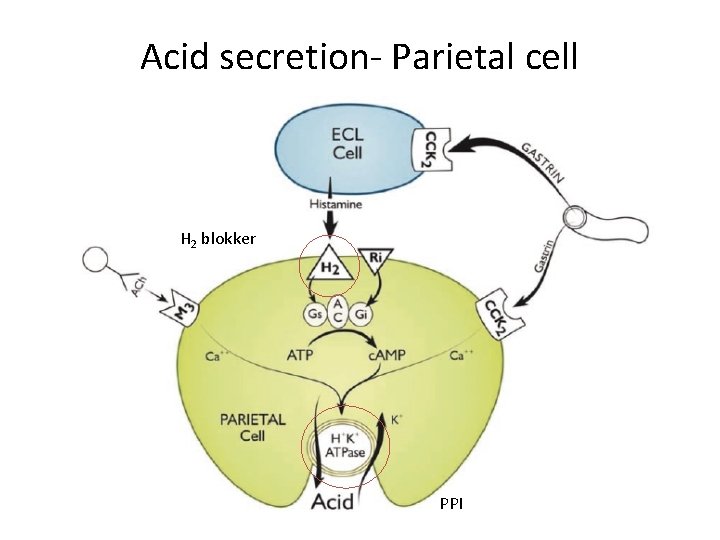 Acid secretion- Parietal cell H 2 blokker PPI Acid secretion- Parietal cell H 2 blokker PPI
