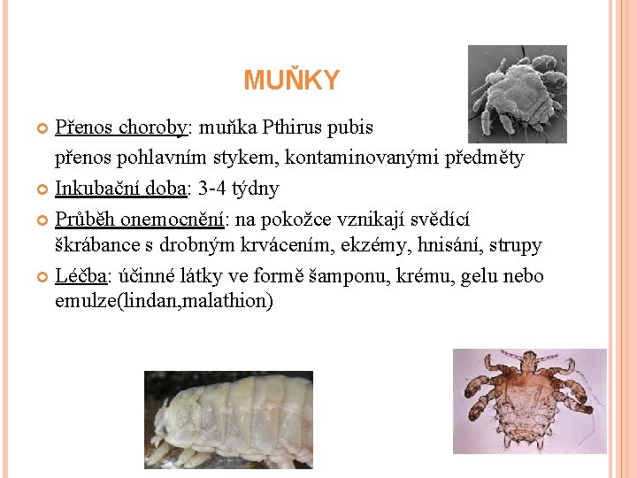 MUŇKY Přenos choroby: muňka Pthirus pubis přenos pohlavním stykem, kontaminovanými předměty Inkubační doba: 3