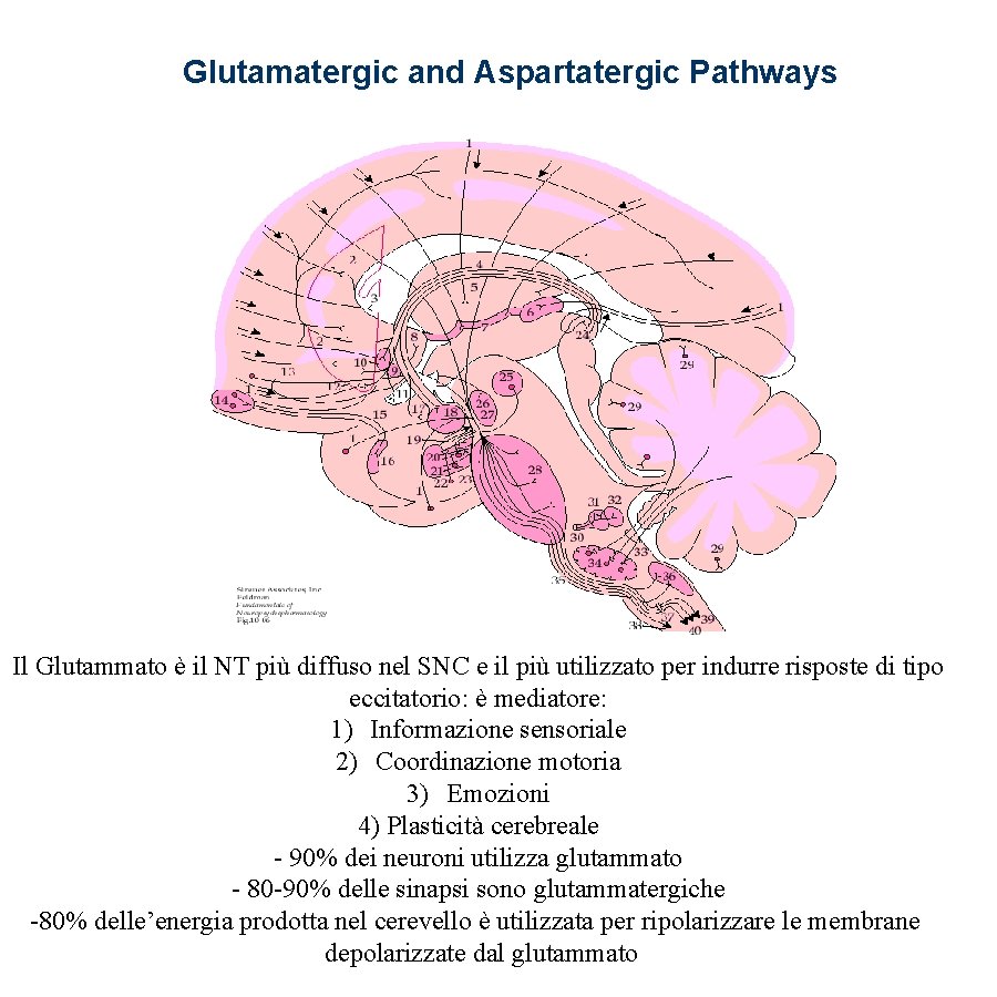  Glutamatergic and Aspartatergic Pathways Il Glutammato è il NT più diffuso nel SNC