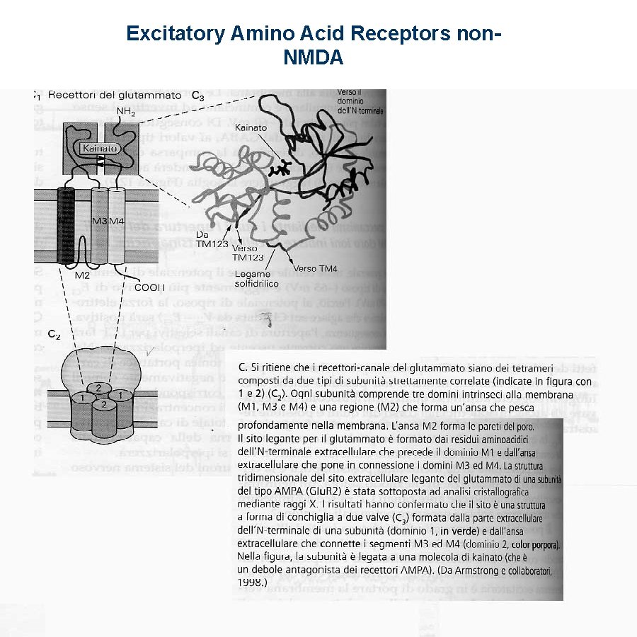  Excitatory Amino Acid Receptors non. NMDA 