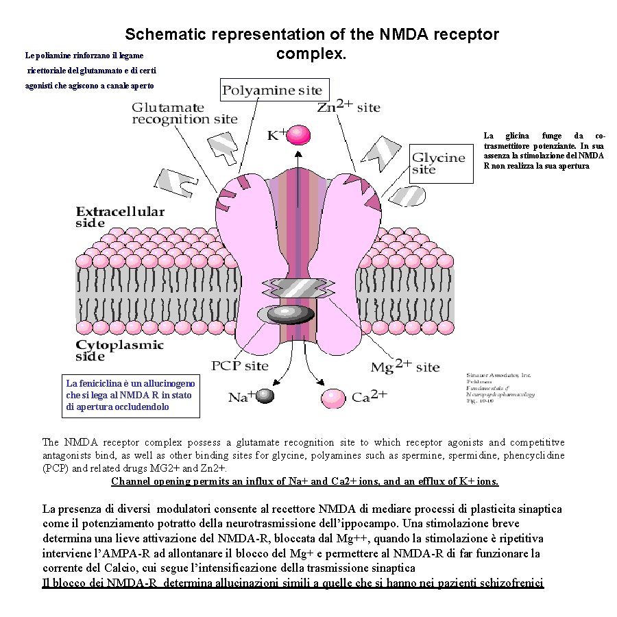 Schematic representation of the NMDA receptor Le poliamine rinforzano il legame complex. ricettoriale del