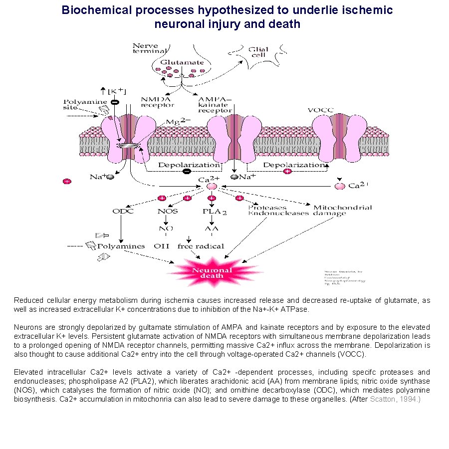 Biochemical processes hypothesized to underlie ischemic neuronal injury and death Reduced cellular energy metabolism