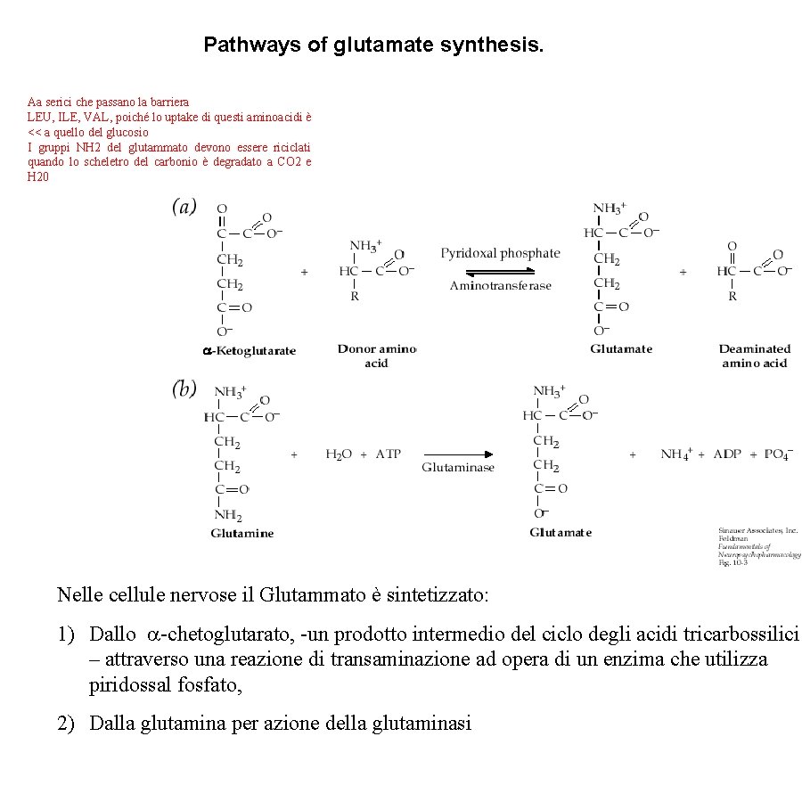 Pathways of glutamate synthesis. Aa serici che passano la barriera LEU, ILE, VAL, poiché