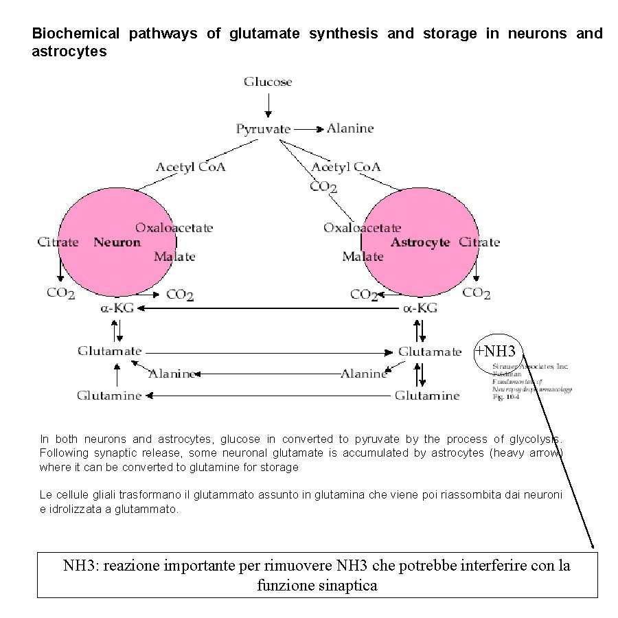 Biochemical pathways of glutamate synthesis and storage in neurons and astrocytes +NH 3 In