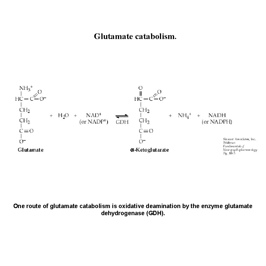 Glutamate catabolism. One route of glutamate catabolism is oxidative deamination by the enzyme glutamate