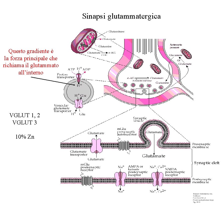 Sinapsi glutammatergica Questo gradiente è la forza principale che richiama il glutammato all’interno VGLUT